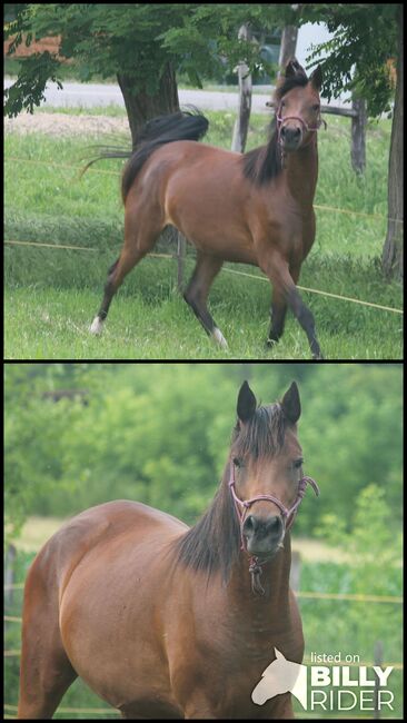 Vollblutaraber (Ungarn), Daphne Goedee , Horses For Sale, Medina , Image 3