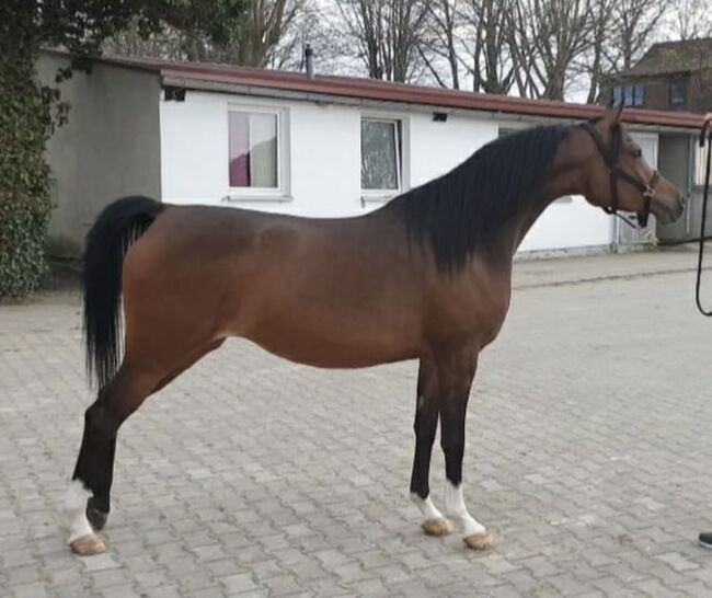 Vollblut Araber Stute(12000€ bis Ende Monat), Anahita , Horses For Sale, Ustersbach, Image 2