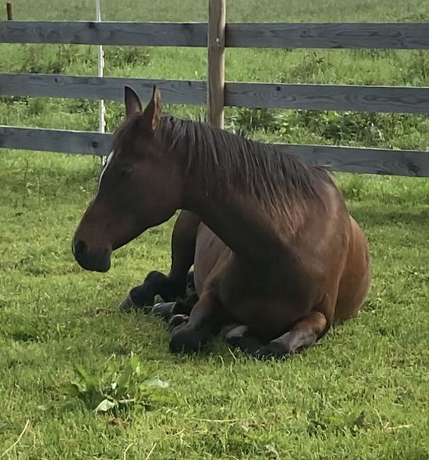 Vollblutaraber-Stute braun zu verkaufen, Burga Widmayer, Horses For Sale, Kramsach, Image 4