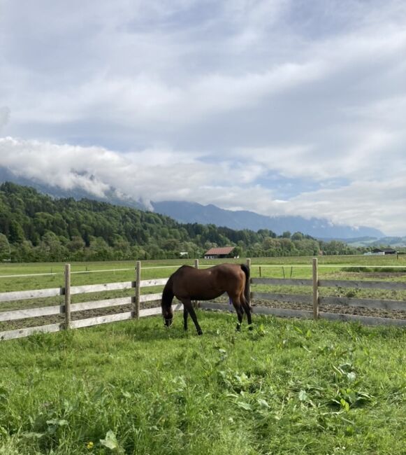 Vollblutaraber-Stute braun zu verkaufen, Burga Widmayer, Horses For Sale, Kramsach, Image 5