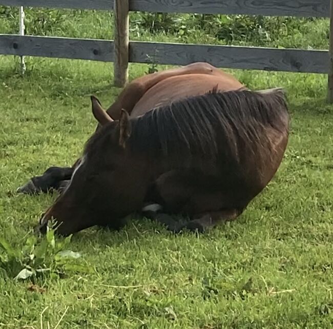 Vollblutaraber-Stute braun zu verkaufen, Burga Widmayer, Horses For Sale, Kramsach, Image 6