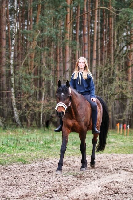 Vollblutaraber Stute, Distanzerfahren, tragend von BS Echnaton, Veronika Suerig, Horses For Sale, Wietze, Image 2