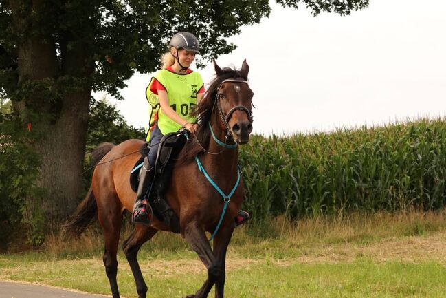Vollblutaraber Stute, Distanzerfahren, tragend von BS Echnaton, Veronika Suerig, Horses For Sale, Wietze, Image 7