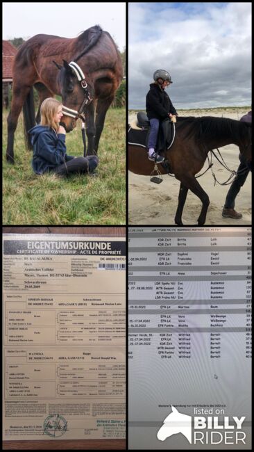 Vollblutaraber Stute, Distanzerfahren, tragend von BS Echnaton, Veronika Suerig, Horses For Sale, Wietze, Image 18