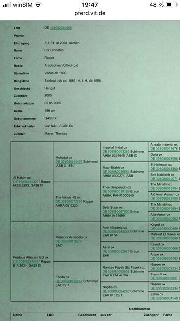 Vollblutaraber Stute, Distanzerfahren, tragend von BS Echnaton, Veronika Suerig, Horses For Sale, Wietze, Image 14