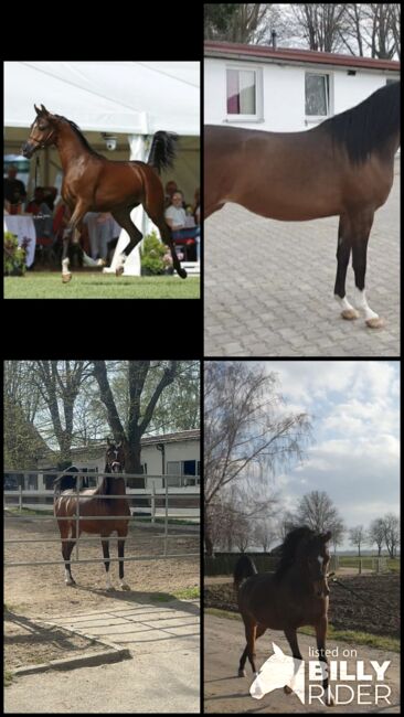 Vollblut Araber Stute, Motamedi , Horses For Sale, Ustersbach, Image 7