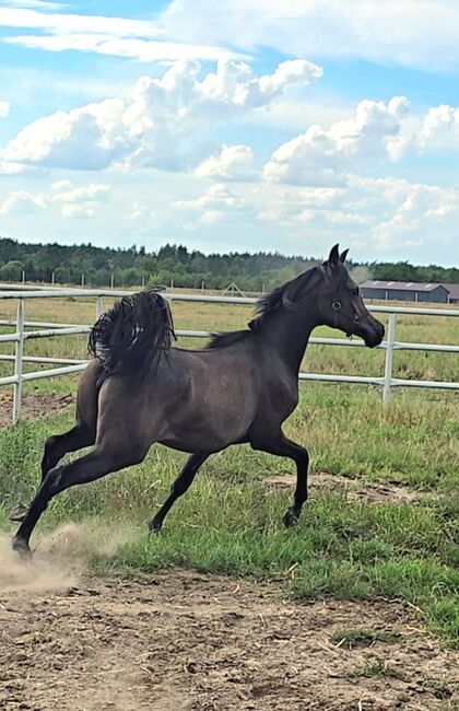 Vollblut Araber Stute, Zalia Stud, Horses For Sale, Strykow, Image 2