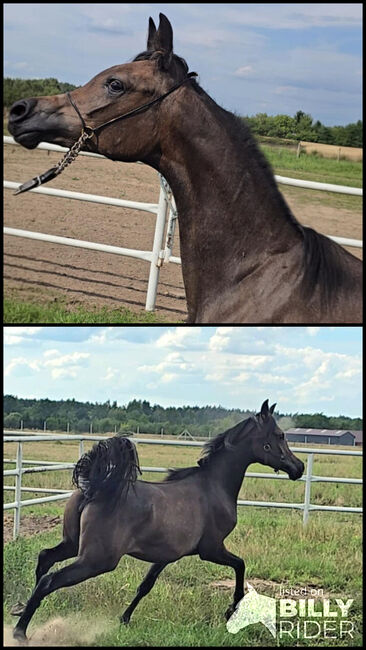 Vollblut Araber Stute, Zalia Stud, Horses For Sale, Strykow, Image 3