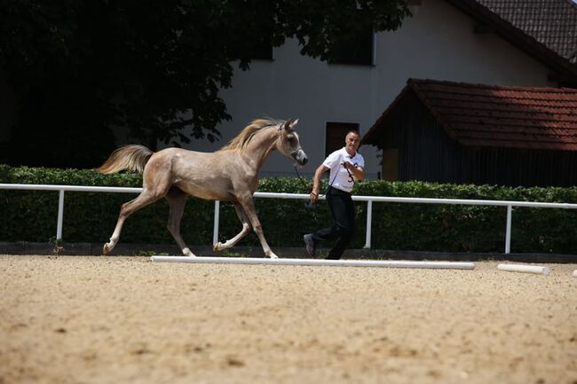 Vollblutaraberstute Psyche Sinderella, Maria , Horses For Sale, Ternberg