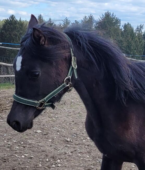 Vollblutaraberstute rein ägyptisch, Barbara, Horses For Sale, Stallhofen, Image 2