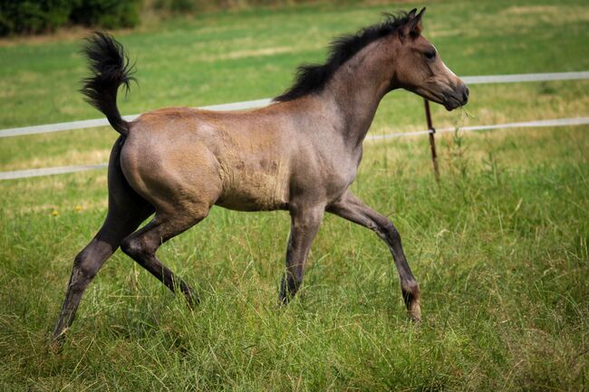 Vollblutaraber Stute Jährling, Nele Heemsoth, Horses For Sale, Bismark, Image 2