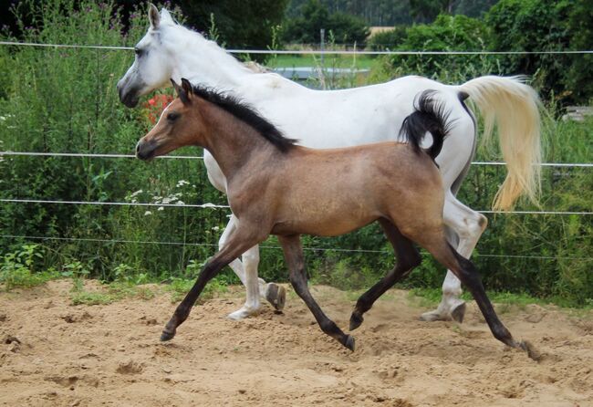 Vollblutaraber Stute Jährling, Nele Heemsoth, Horses For Sale, Bismark, Image 3