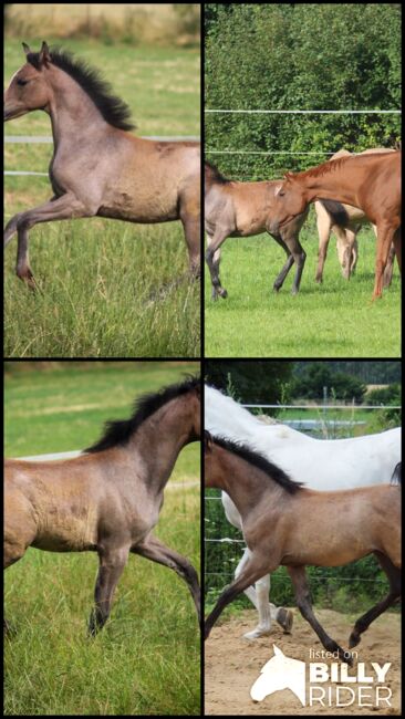 Vollblutaraber Stute Jährling, Nele Heemsoth, Horses For Sale, Bismark, Image 7