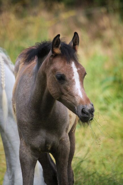 Vollblutaraber Stute Jährling, Nele Heemsoth, Horses For Sale, Bismark, Image 5