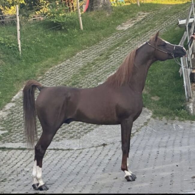 Vollblut Araber Hengst(15000€bis Ende Monat), Anahita , Horses For Sale, Ustersbach, Image 6