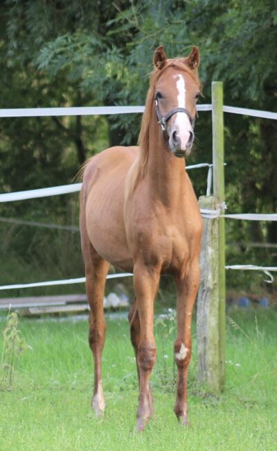 Vollblutaraber Hengstjährling, Susanne Kruse , Horses For Sale, Wittmund , Image 3