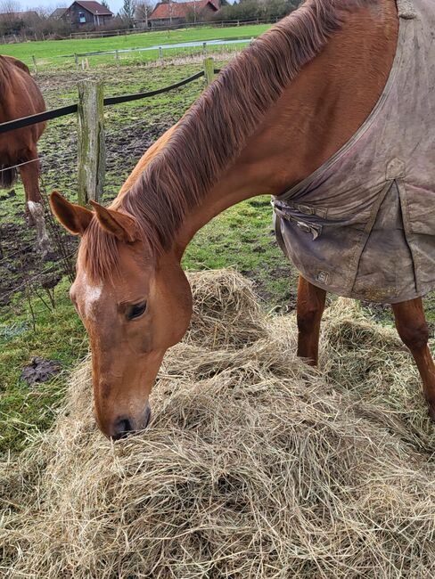 Vollblut Schönheit sucht ihr Glück, Pferdevermittlung Leus (Pferdevermittlung Leus ), Horses For Sale, Indersdorf, Image 5