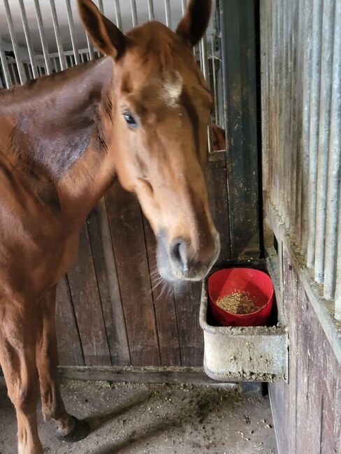 Vollblut Schönheit sucht ihr Glück, Pferdevermittlung Leus (Pferdevermittlung Leus ), Horses For Sale, Lassahn, Image 5