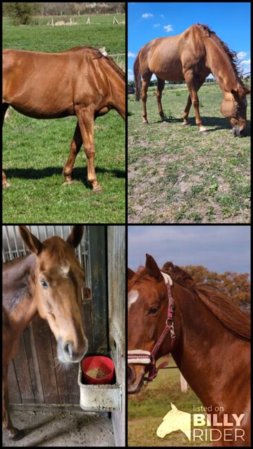 Vollblut Schönheit sucht ihr Glück, Pferdevermittlung Leus (Pferdevermittlung Leus ), Horses For Sale, Lassahn, Image 8