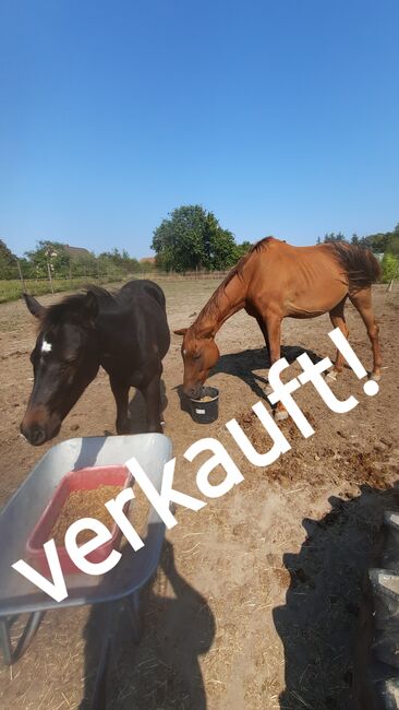 Vollblut geprägte Stute mit Hengstfohlen zu verkaufen, Susanne Gutsche, Horses For Sale, Luckow-Petershagen