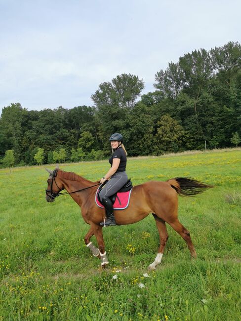 Vollblut mit 1A Charakter, Alina , Konie na sprzedaż, Münster