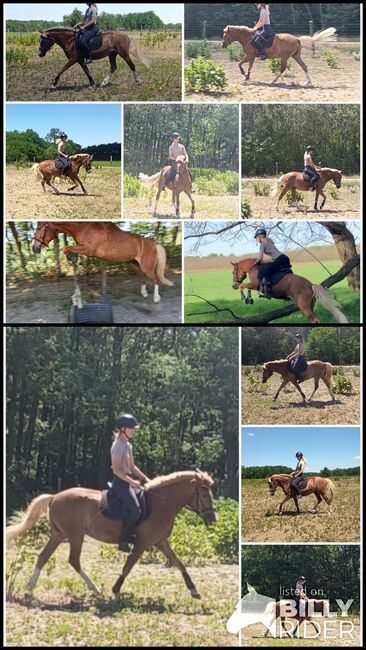 Dreijähriges Halbblut-Haflinger mit Dressurbildung, Lili Komjathy, Horses For Sale, Nyáregyháza, Image 3