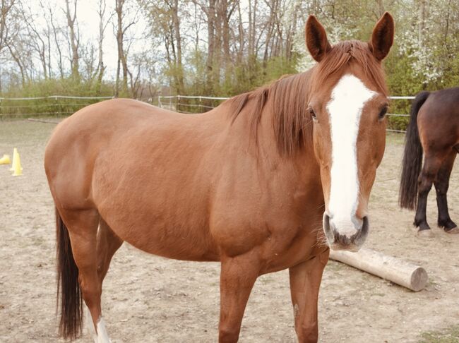 Tierschutzpferd Holly sucht Herzensmenschen, Josefin, Horses For Sale, Kirchberg am Wagram