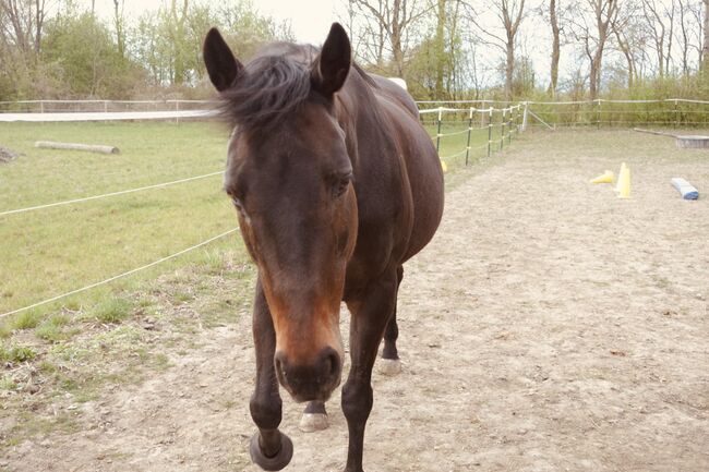 Tierschutzpferd Split sucht Zuhause, Josefin, Horses For Sale, Kirchberg am Wagram