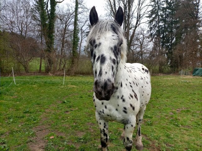 Tiger-Norikerwallach, Dunja Ungerank, Horses For Sale, Hard, Image 2