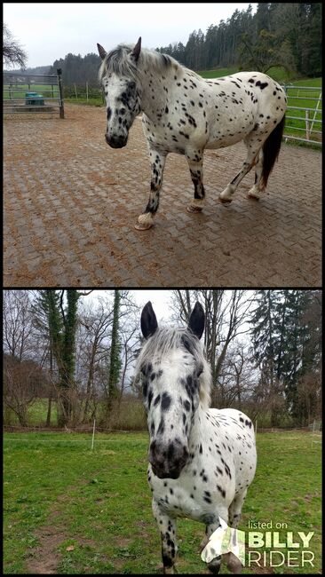 Tiger-Norikerwallach, Dunja Ungerank, Horses For Sale, Hard, Image 3