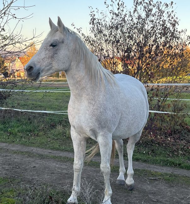 Zur Verfügung: Bildhübsche Araberstute (16 J), Babsi, Horses For Sale, Sankt Georgen am Leithagebirge, Image 4