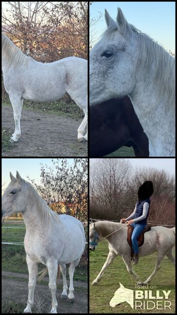 Zur Verfügung: Bildhübsche Araberstute (16 J), Babsi, Horses For Sale, Sankt Georgen am Leithagebirge, Image 10