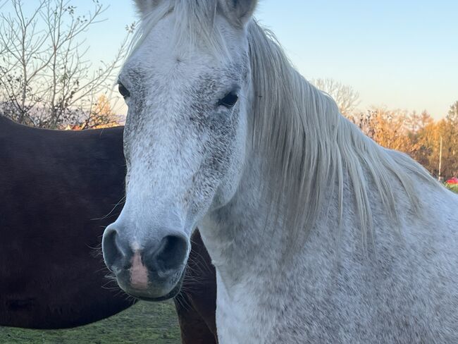 Zur Verfügung: Bildhübsche Araberstute (16 J), Babsi, Horses For Sale, Sankt Georgen am Leithagebirge, Image 2