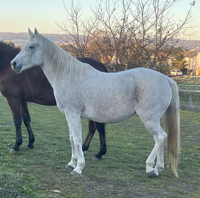 Zur Verfügung: Bildhübsche Araberstute (16 J), Babsi, Horses For Sale, Sankt Georgen am Leithagebirge, Image 6