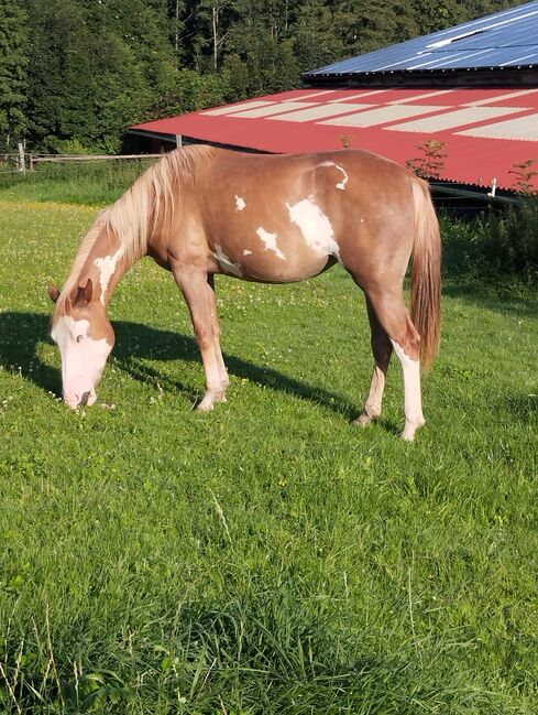 Verkaufe 2 jährige Mixstute, Privat, Horses For Sale, Schmitzberg