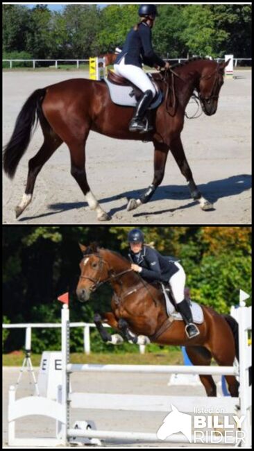 For sale  4 yo geldig, Zima Roland , Horses For Sale, Szarvas, Image 3