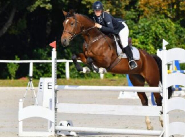 For sale  4 yo geldig, Zima Roland , Horses For Sale, Szarvas, Image 2