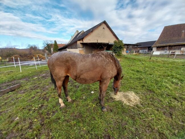 Verkaufe Zuchtstute / Beisteller, Pinzgauer, Horses For Sale, Weil am Rhein , Image 5