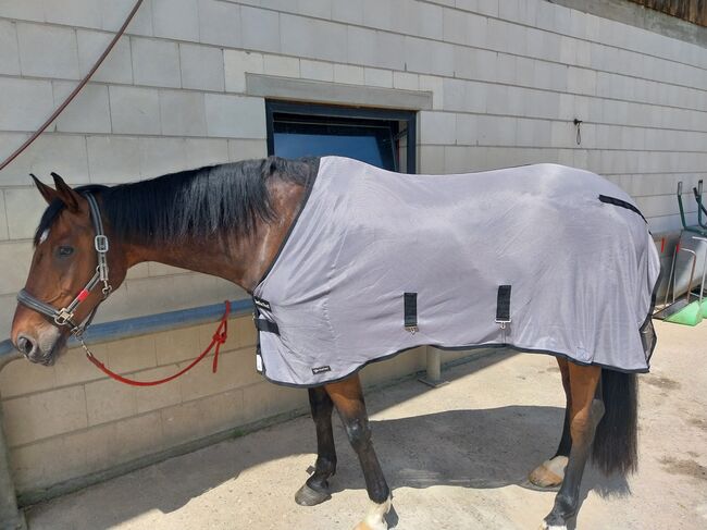 Verkaufe Back on Track Fliegendecke Buzter, Back on Track  Buzter, Pinzgauer, Horse Blankets, Sheets & Coolers, Weil am Rhein 