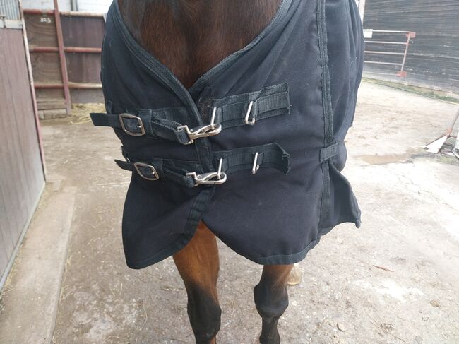 Verkaufe Back on Track Stalldecke, Back on Track , Pinzgauer, Horse Blankets, Sheets & Coolers, Weil am Rhein , Image 2