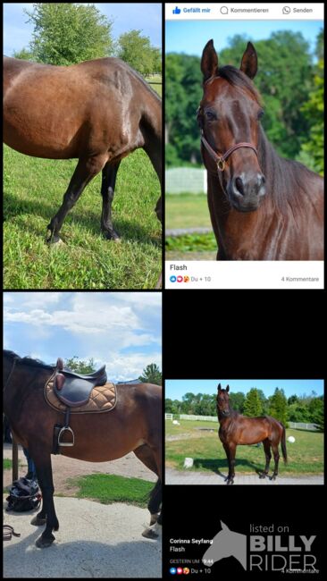 Biete Freizeitpferd, LORENZ, Horses For Sale, Wien, Image 5