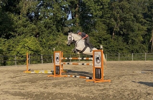 Verkaufe Schimmelwallach mit viel Potential, Bianca Neubauer , Horses For Sale, Leibnitz, Image 2