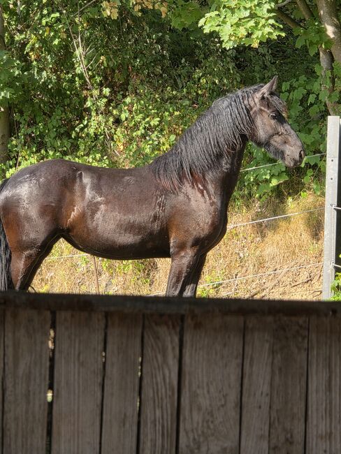 Zu Verkaufen, Anni Weinand-Seyban , Horses For Sale, Burscheid