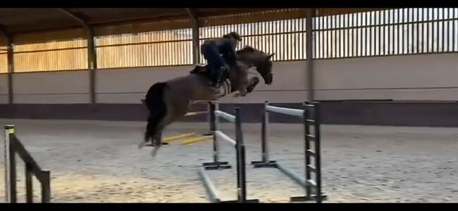 For sale: Eye-catching 12-year-old gelding, Zosia, Horses For Sale, Poznań 