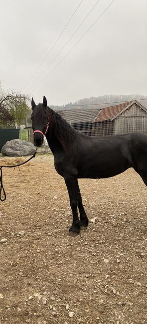 Verkaufe liebevolle Jungstute, Friedhelm Hanusch , Horses For Sale, Feldkirchen