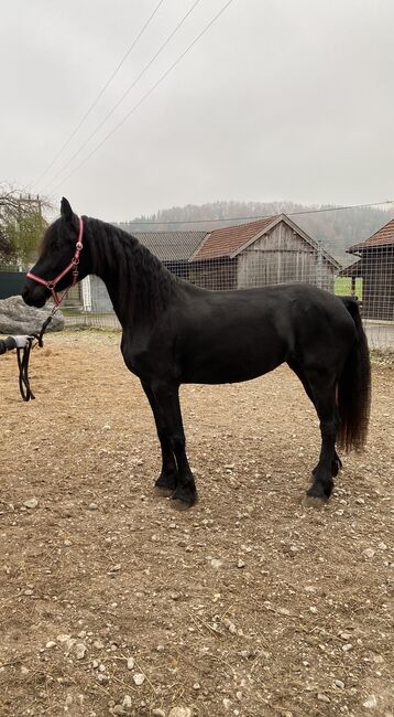 Verkaufe liebevolle Jungstute, Friedhelm Hanusch , Horses For Sale, Feldkirchen, Image 2