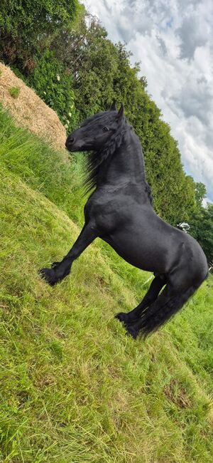 Verkaufe sehr Braven Friesen Hengst, Leon , Horses For Sale, Scheibbs