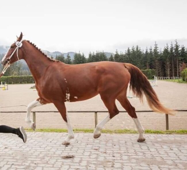 Verkaufe Tolle KWPN Stute, Lucky, Horses For Sale, Windischgarsten, Image 2