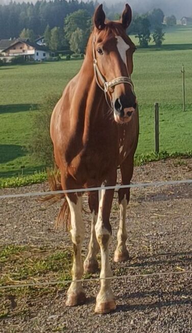 Verkaufe Tolle KWPN Stute, Lucky, Horses For Sale, Windischgarsten, Image 5