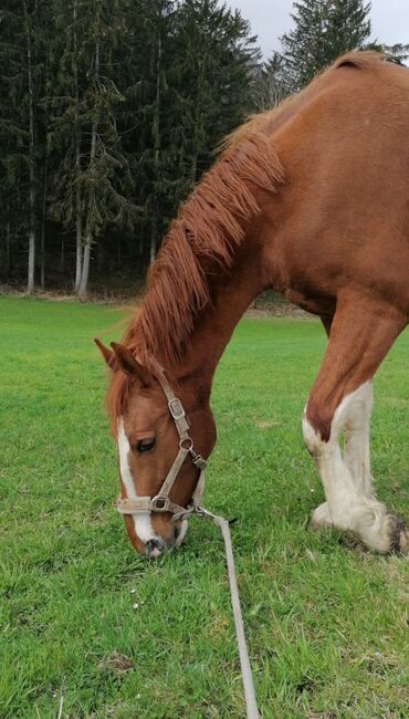 Verkaufe Tolle KWPN Stute, Lucky, Horses For Sale, Windischgarsten, Image 3